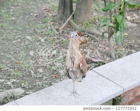 公園的黑冠麻鷺10 117772912