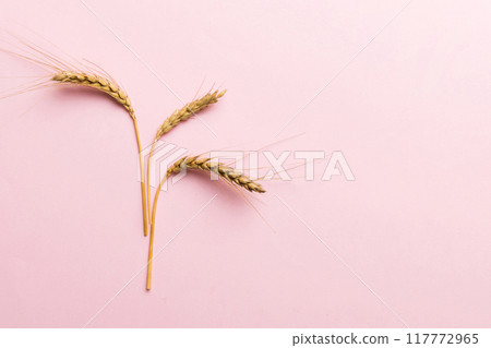 Sheaf of wheat ears close up and seeds on colored background. Natural cereal plant, harvest time concept. Top view, flat lay with copy space. world wheat crisis 117772965