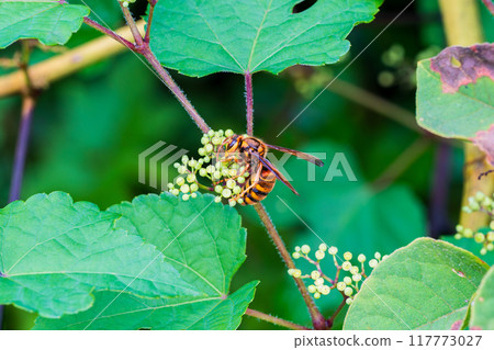 A hornet flying to the fruit of wild grapes A hornet flying to the fruit of wild grapes 117773027