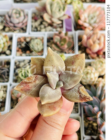 Brown Echeveria Xichuensis with cracked leaves Brown Echeveria Xichuensis with cracked leaves 117773184