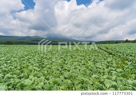 [Tsumagoi Highlands] Midsummer scenery of the cabbage fields at Tsumagoi Highlands 117773301