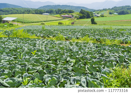 【嬬戀高原】嬬戀高原白菜田的仲夏風光 117773316