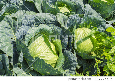 【嬬戀高原】嬬戀高原白菜田的仲夏風光 117773326