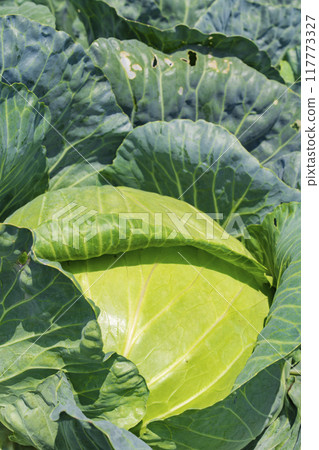 【嬬戀高原】嬬戀高原白菜田的仲夏風光 117773327