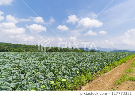 [Tsumagoi Highlands] Midsummer scenery of the cabbage fields at Tsumagoi Highlands 117773331