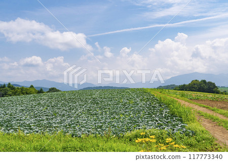 [Tsumagoi Highlands] Midsummer scenery of the cabbage fields at Tsumagoi Highlands 117773340