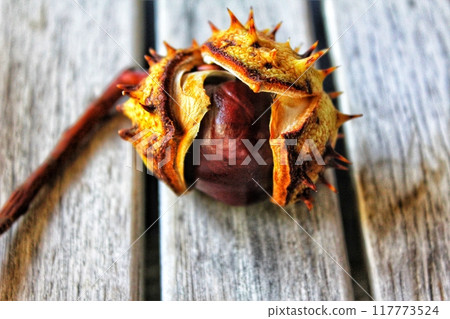 close up on the horse chestnut on wood close up on the horse chestnut on wood 117773524