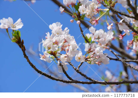 Close-up of cherry blossoms against a blue sky 117773718