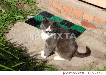 cat squinting from the sun sits and meows with his mouth slightly open 117773739