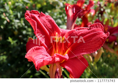 One blooming red lily with stamens on a daylily bush One blooming red lily with stamens on a daylily bush 117773743