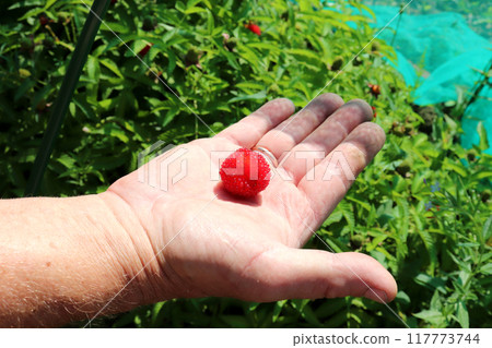 Ripe red Tibetan raspberry on a mature male palm against a green bush Ripe red Tibetan raspberry on a mature male palm against a green bush 117773744