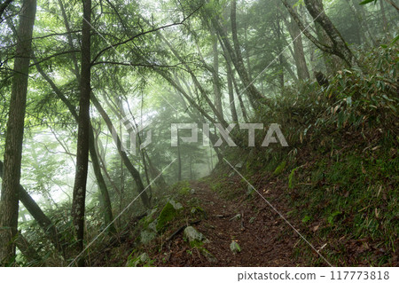 霧覆蓋的山路 霧覆蓋的山路 117773818