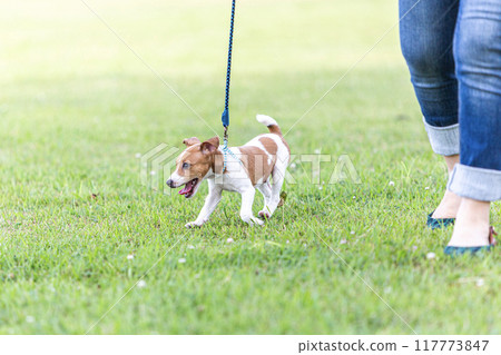 一個女人遛狗 117773847