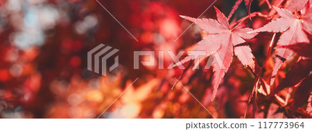 日本 美麗 楓葉 旅遊 背景 楓樹 Maple leaf メープルリーフ 紅葉 モミジ もみじ 日本 美麗 楓葉 旅遊 背景 楓樹 Maple leaf メープルリーフ 紅葉 モミジ もみじ 117773964