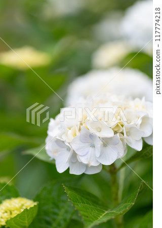 White hydrangea White hydrangea 117774218