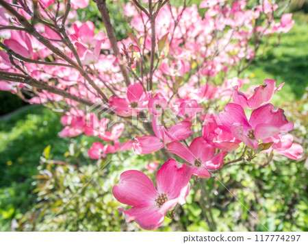 Flowering dogwood shrub in blossom Flowering dogwood shrub in blossom 117774297
