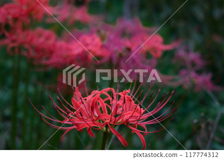 Red spider lilies blooming in profusion 117774312