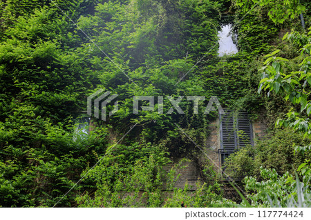 Italian architecture covered in lush ivy 117774424