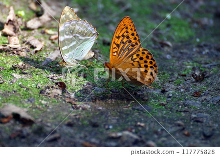 綠山門栂井 117775828