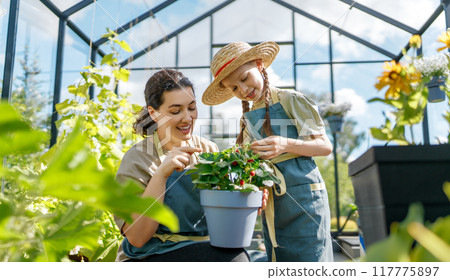mother and daughter are gardening in the greenhouse mother and daughter are gardening in the greenhouse 117775897