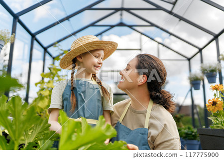 mother and daughter are gardening in the greenhouse 117775900
