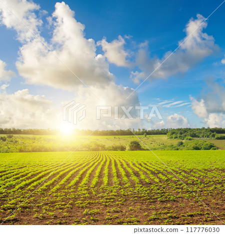 Dawn over field with young sprouts sunflower 117776030