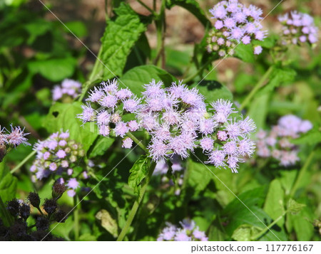 Ageratum, which blooms in summer with fluffy blue and purple flowers Ageratum, which blooms in summer with fluffy blue and purple flowers 117776167