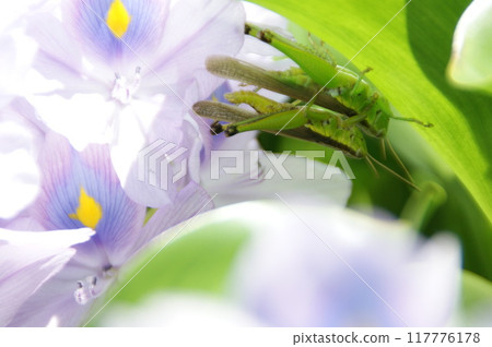 蚱蜢依偎在花上 蚱蜢依偎在花上 117776178
