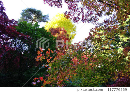 Ama Mount Oyama Temple Autumn leaves Ama Mount Oyama Temple Autumn leaves 117776369