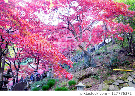 大山寺秋葉 大山寺秋葉 117776371