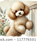 Toy poodle leaning against a wall 117776501