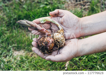 Close up of lily bulbs in woman's hands ready to plant in spring garden.  117776628