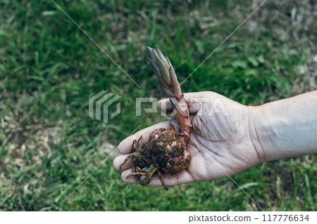 Close up of lily bulb in woman's hands ready to plant in spring garden. Close up of lily bulb in woman's hands ready to plant in spring garden. 117776634