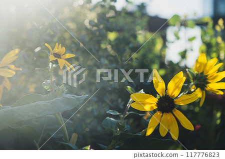 被光包圍的向日葵 117776823
