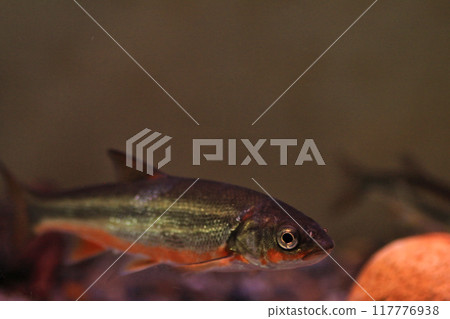 鯪魚展現出它的結婚色彩 117776938