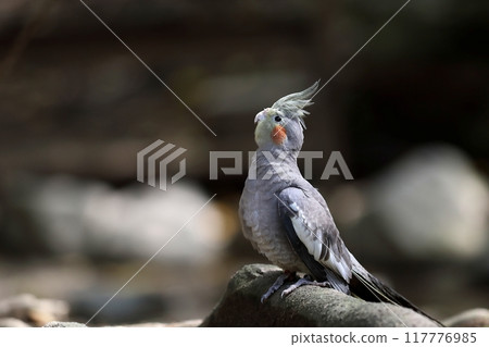 Cockatiel looking up sideways Cockatiel looking up sideways 117776985