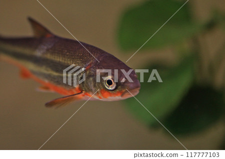 A swimming dace showing its nuptial colors A swimming dace showing its nuptial colors 117777103
