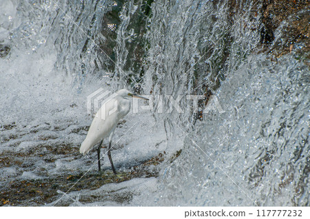 京都市鴨川市堰下以小魚為目標的白鷺鷥（小白鷺） 117777232