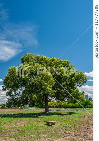 淀川河濱公園夏日風景 寢屋川市台馬公園 117777288