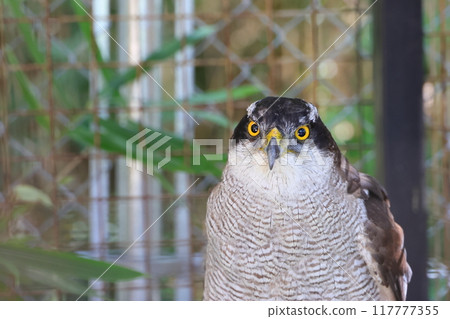 A goshawk being rescued after being injured 117777355