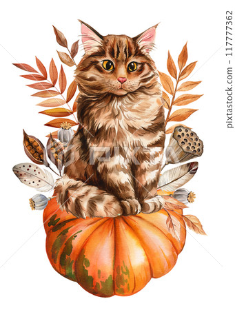Autumn cat, pumpkins, dry leaves isolated background. Hand painted watercolor thanksgiving illustration, realistic cat Autumn cat, pumpkins, dry leaves isolated background. Hand painted watercolor thanksgiving illustration, realistic cat 117777362