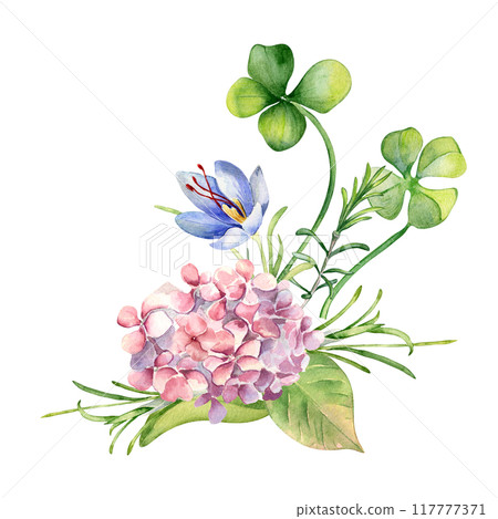 Pink hydrangea, clover and crocus watercolor illustration isolated. Painted spring flowers for Happy Easter. Hand drawn Irish symbol. Botanical art print for St Patrick day, package, home decor Pink hydrangea, clover and crocus watercolor illustration isolated. Painted spring flowers for Happy Easter. Hand drawn Irish symbol. Botanical art print for St Patrick day, package, home decor 117777371