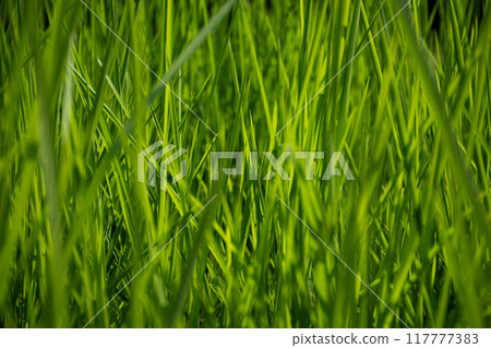 夏天的草地和森林 夏天的草地和森林 117777383