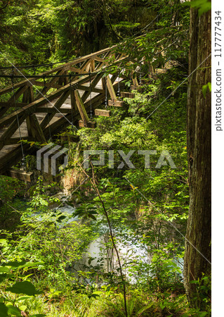 日本岐阜縣中津川市湯森公園通往龍神瀑布的吊橋 日本岐阜縣中津川市湯森公園通往龍神瀑布的吊橋 117777434