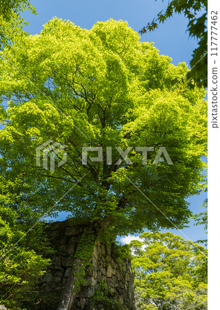 Stone walls of Naegi Castle in Nakatsugawa City, Gifu Prefecture, Japan 117777462