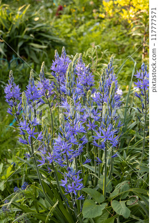 Camassia leichtlinii Caerulea flower in a garden 117777571