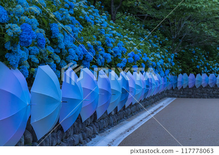Hydrangeas and decorated umbrellas at Hodasan Soneiji Temple, one of the three Enshu mountains, Fukuroi City, Shizuoka Prefecture, Japan Hydrangeas and decorated umbrellas at Hodasan Soneiji Temple, one of the three Enshu mountains, Fukuroi City, Shizuoka Prefecture, Japan 117778063
