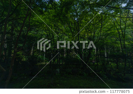 Fireflies dancing at night at Hodasan Soneiji Temple, one of the three mountains of Enshu, Fukuroi City, Shizuoka Prefecture, Japan Fireflies dancing at night at Hodasan Soneiji Temple, one of the three mountains of Enshu, Fukuroi City, Shizuoka Prefecture, Japan 117778075