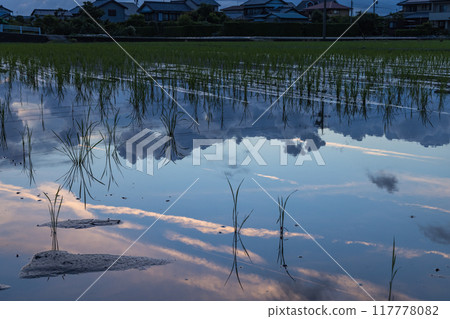 初夏的傍晚天空倒映在稻田裡 初夏的傍晚天空倒映在稻田裡 117778082