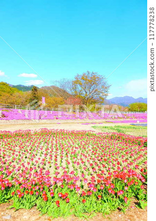 福祿考、芝櫻、芝櫻、立谷川櫻花、山形市 117778238